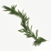 Cedar Cypress Pine Garland