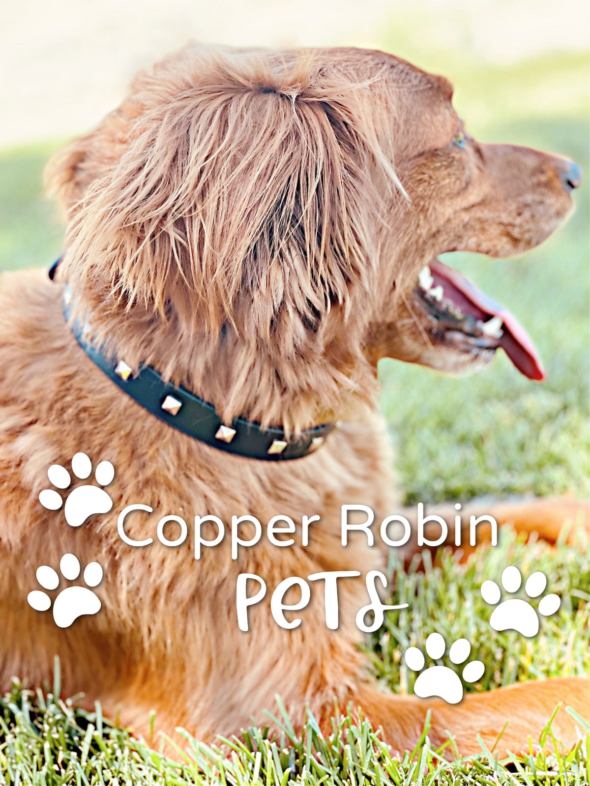 The Rockstar Dog Collar, Black Leather with Gold, Silver, or Rose Gold Studs