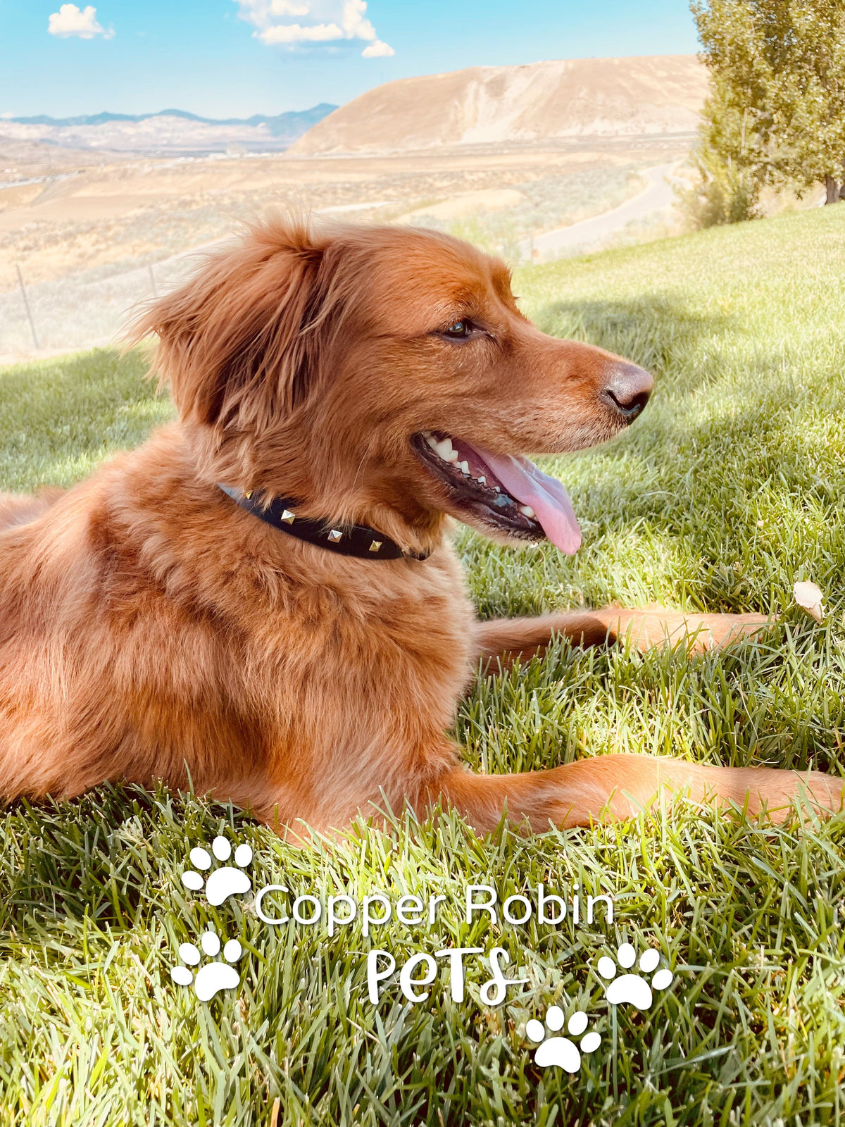 The Rockstar Dog Collar, Black Leather with Gold, Silver, or Rose Gold Studs