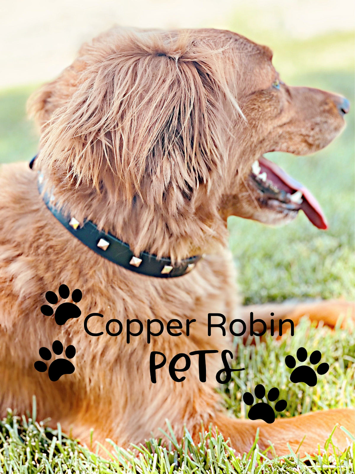 The Rockstar Dog Collar, Black Leather with Gold, Silver, or Rose Gold Studs